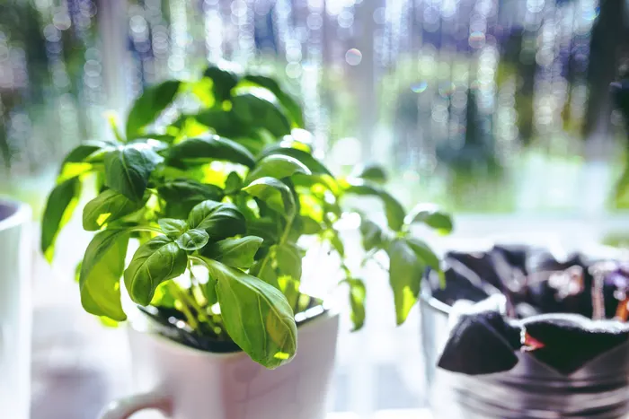 Indoor Herb Growing for Absolute Beginners: Essentials