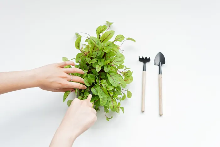 Reducing Waste While Practicing Indoor Herb Growing