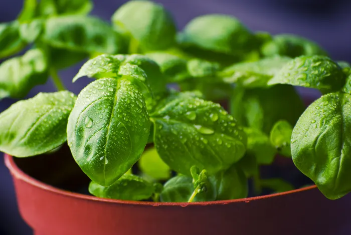 Building a Repeatable Indoor Herb Growing Routine